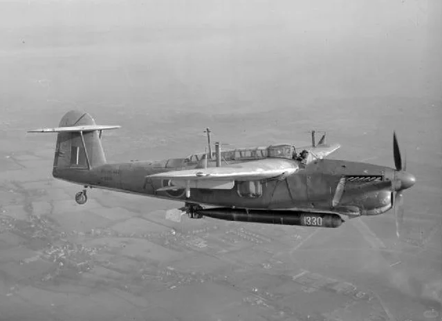 起大早赶晚集的梭鱼