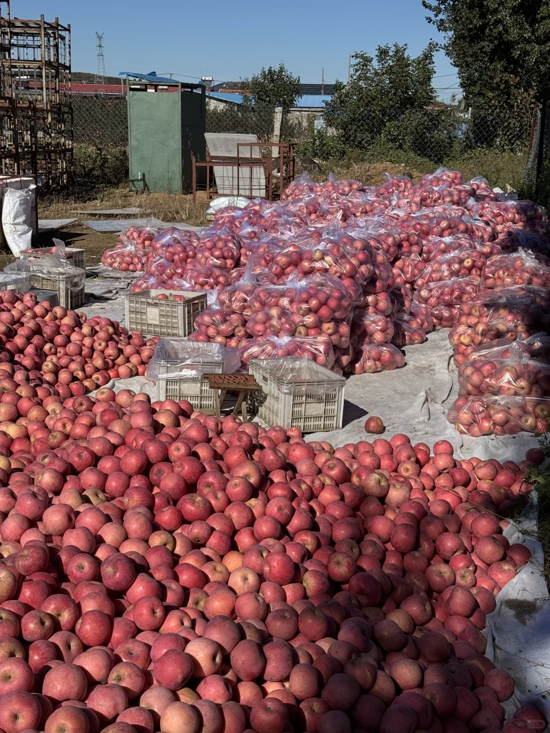 想吃烟台苹果?的，带给你们一点点震撼?