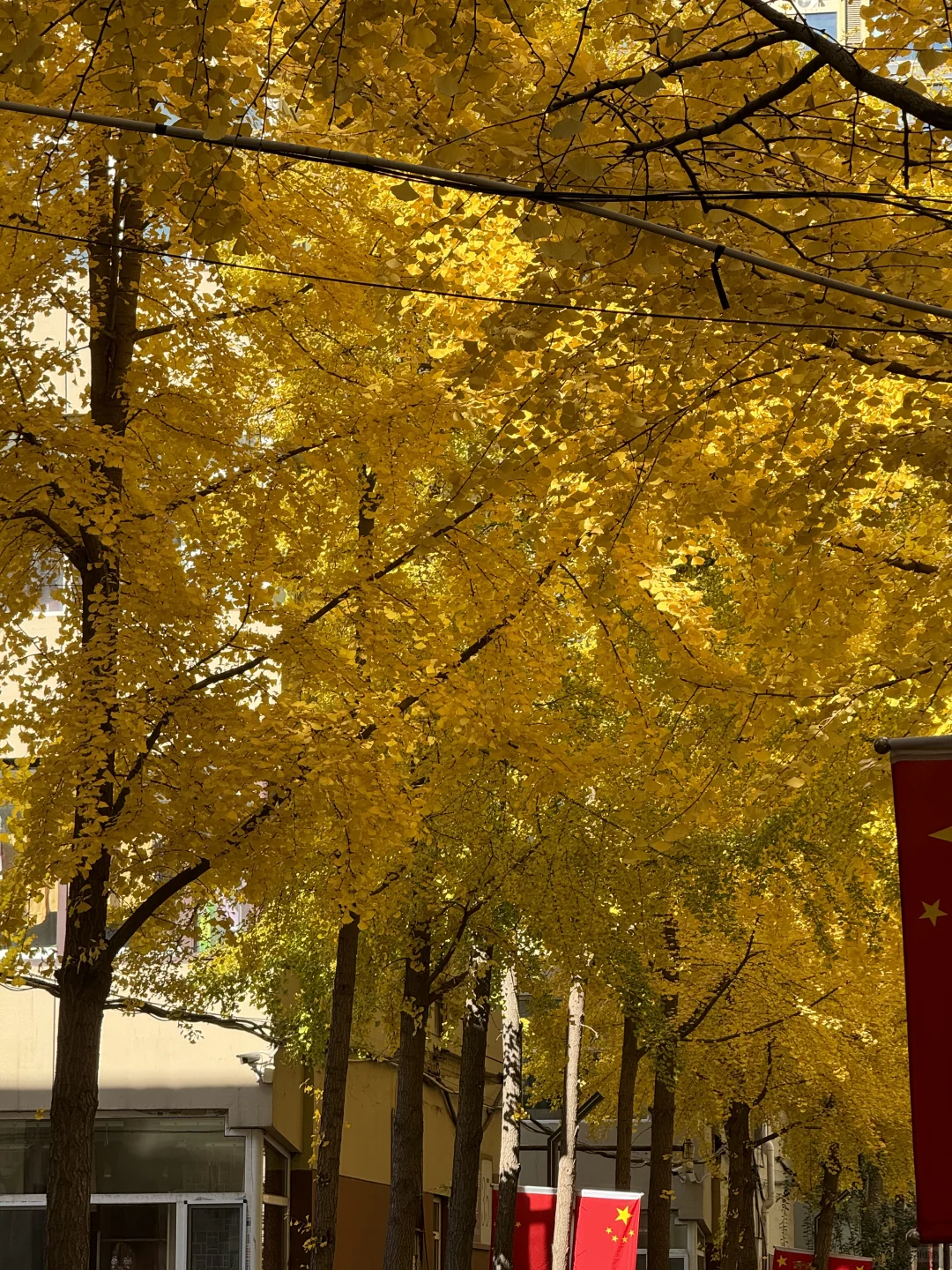 太原银杏地图?｜错过等一年！已是最佳观赏期