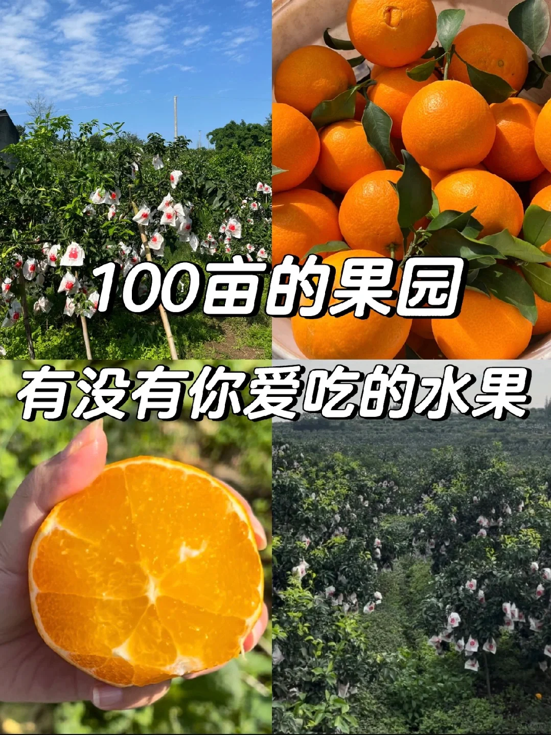 果园里面有什么?