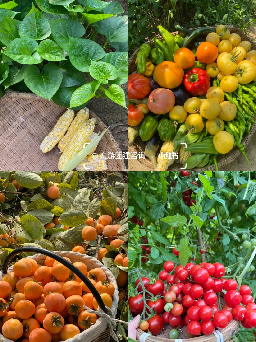 广东团建｜《向往的生活》1日解锁综艺感❗