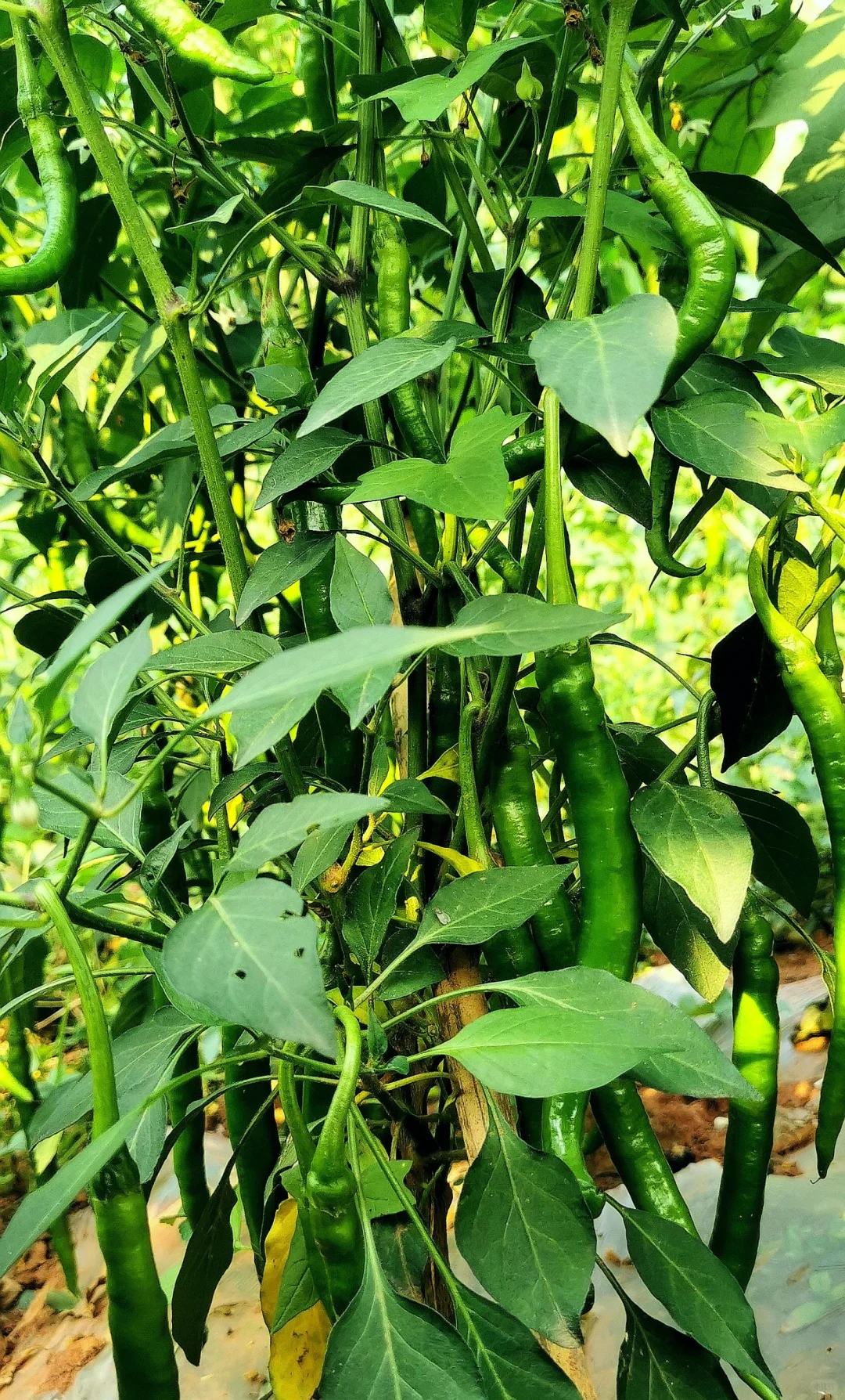 这个夏天太喜欢了！