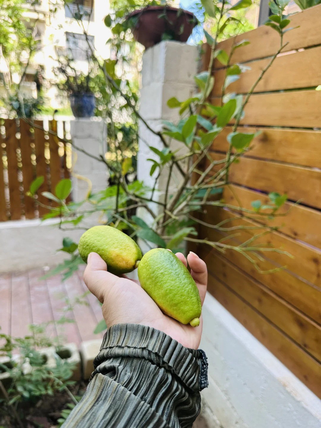 有花园的意义就在此刻了吧～丰收季节