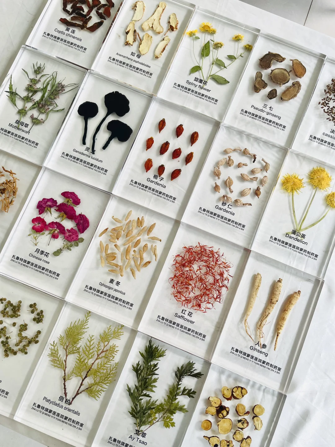 中草药树脂标本