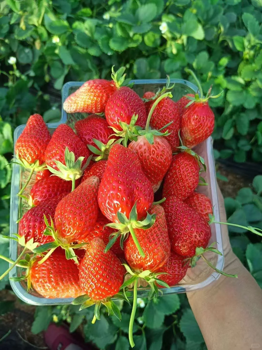 蔬果小芝士—草莓