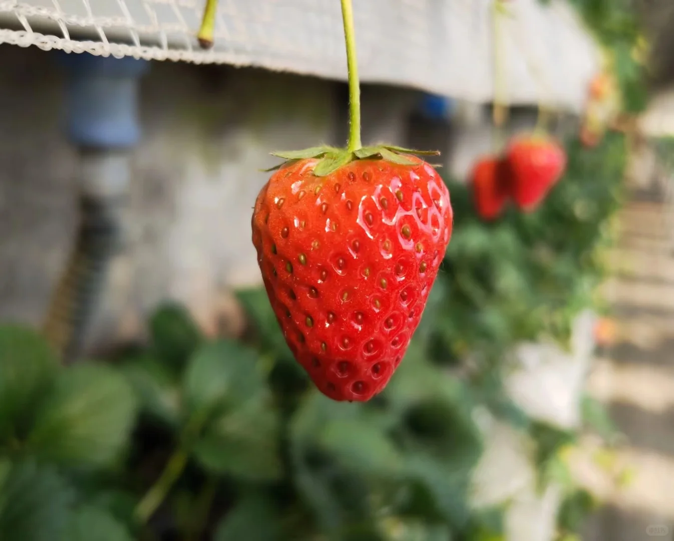 蔬果小芝士—草莓