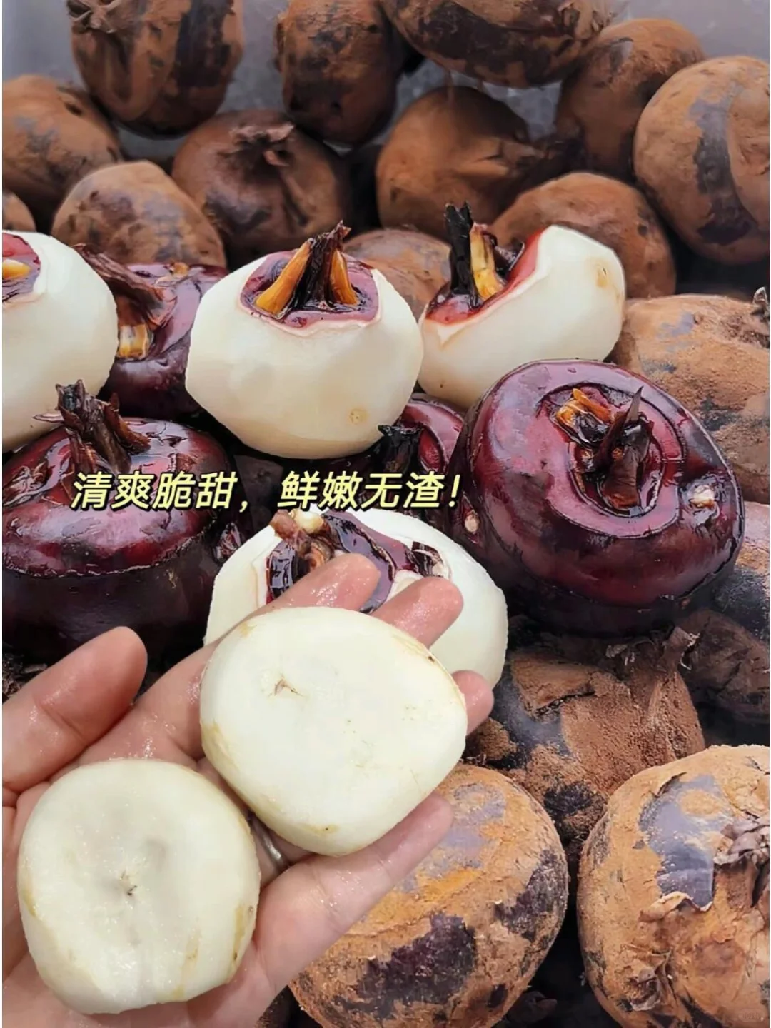 荸荠,你绝对不能错过的绿色果实!?