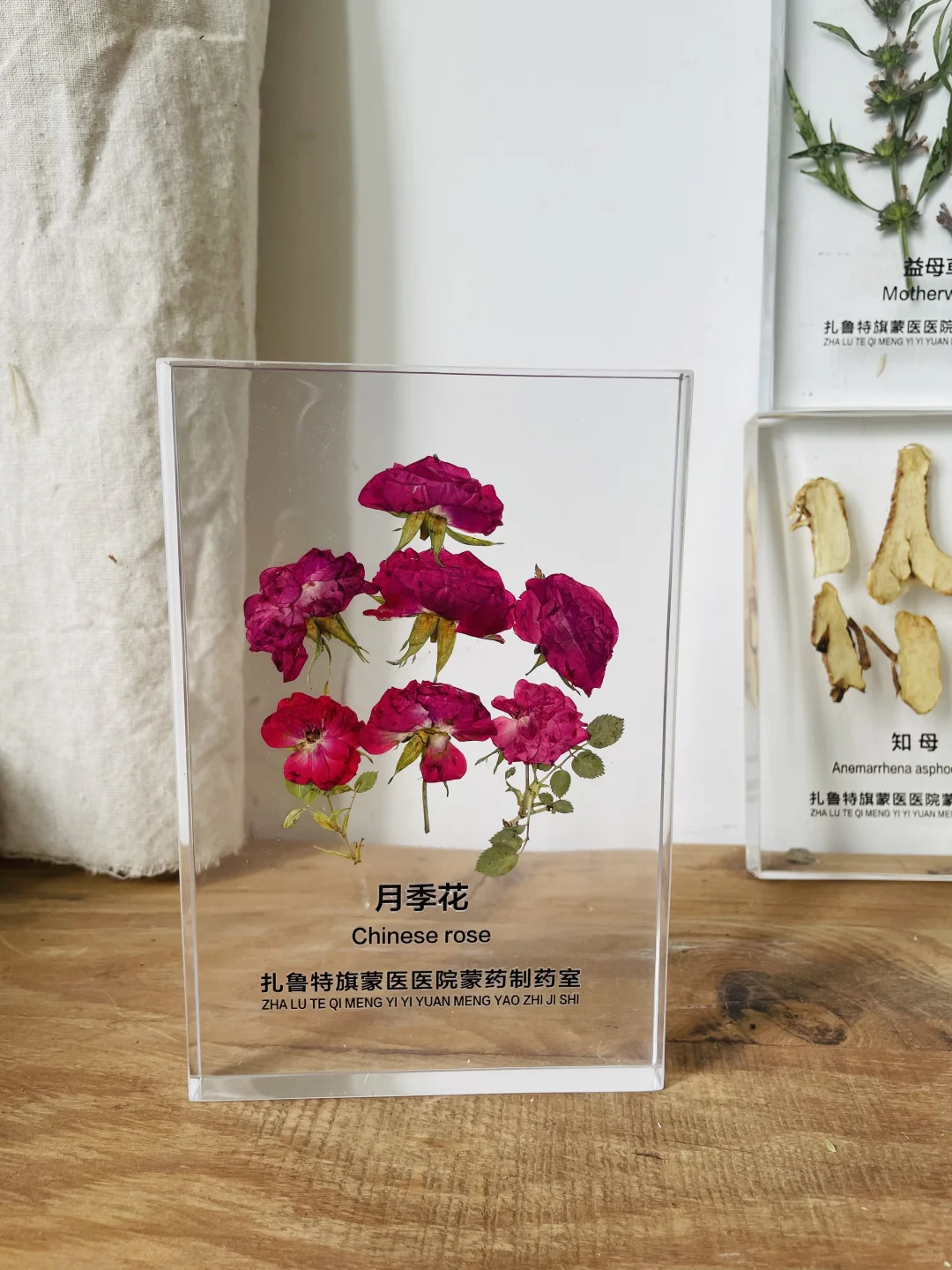 中草药树脂标本