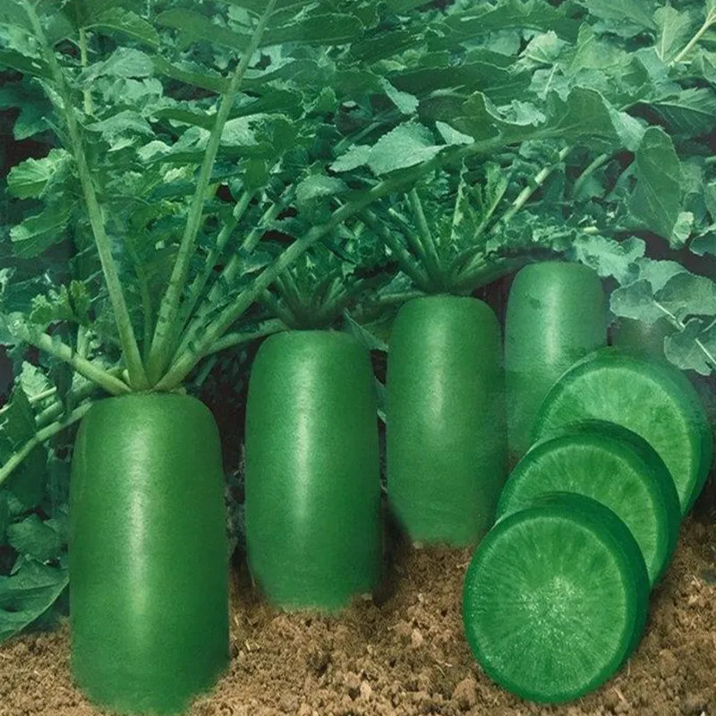 ?脆甜水果萝卜种子，种出好滋味?