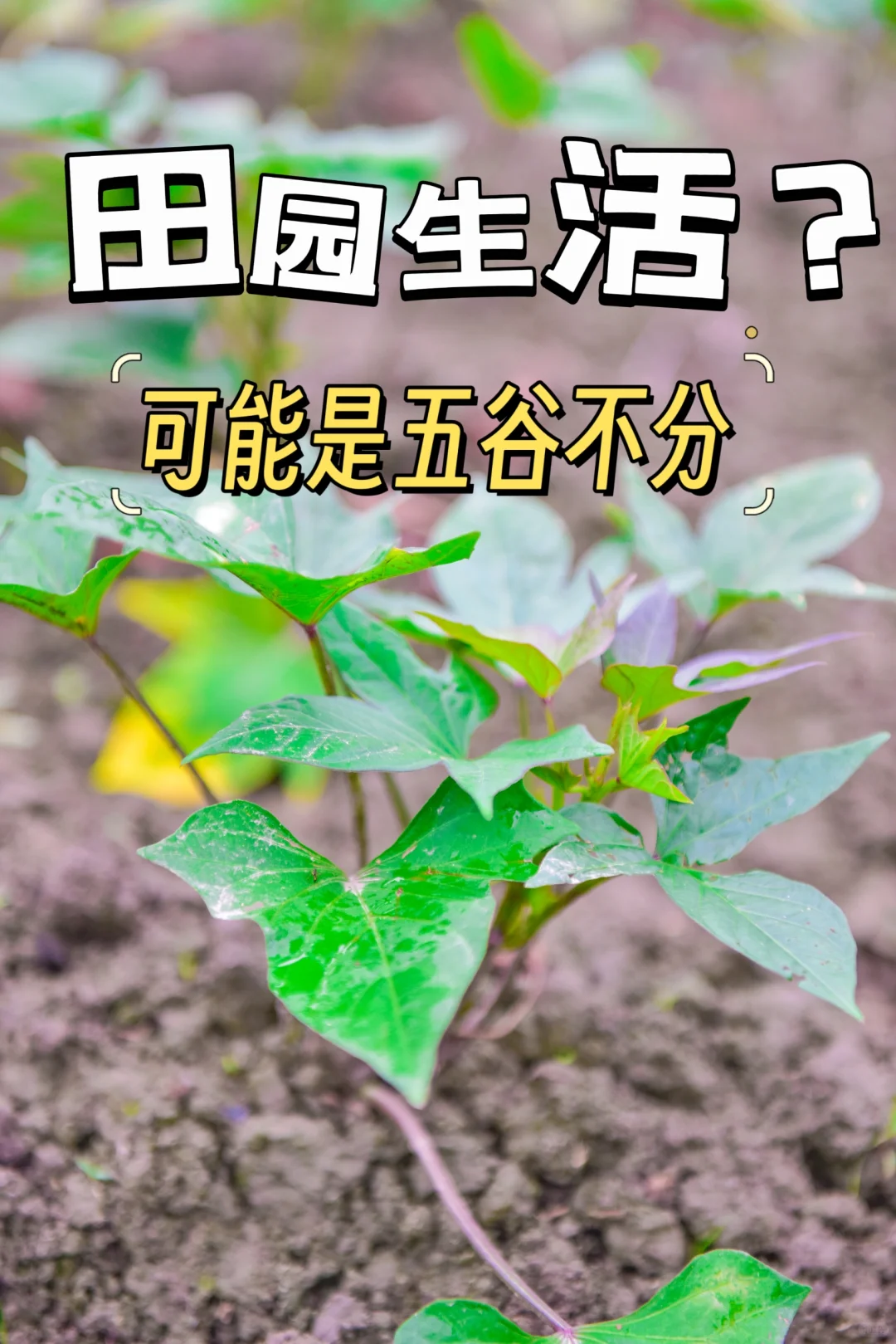 别说想回村了，你认识这里几种农作物？
