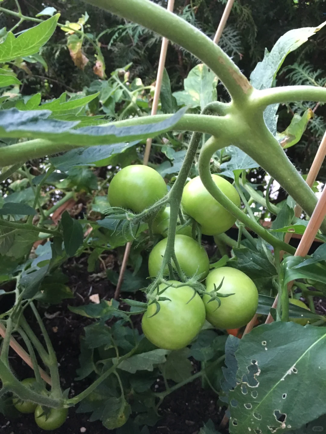 花园里的水果和蔬菜