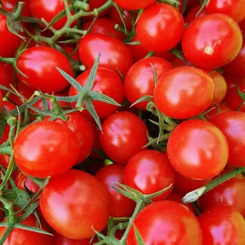 从南美深山到全球餐桌:番茄与圣女果的“