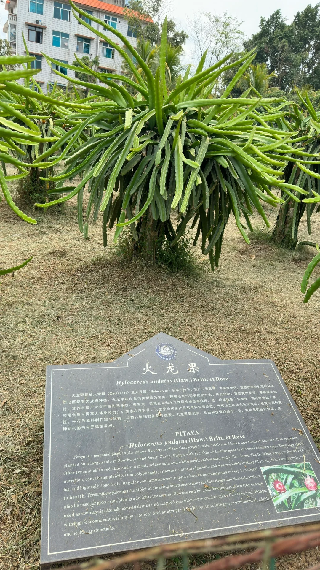 热带水果种植园里长点知识