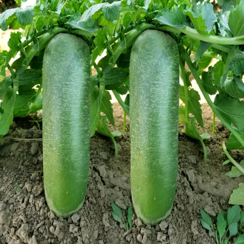 ?脆甜水果萝卜种子，种出好滋味?