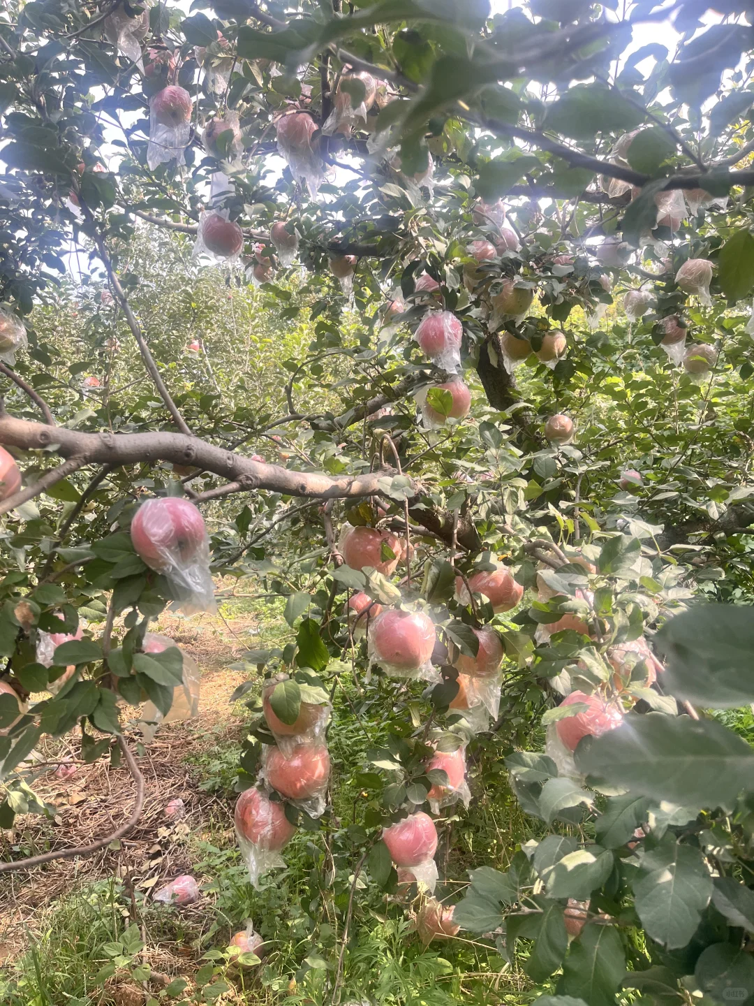 石家庄周末|山里|吸氧|采摘|遛娃