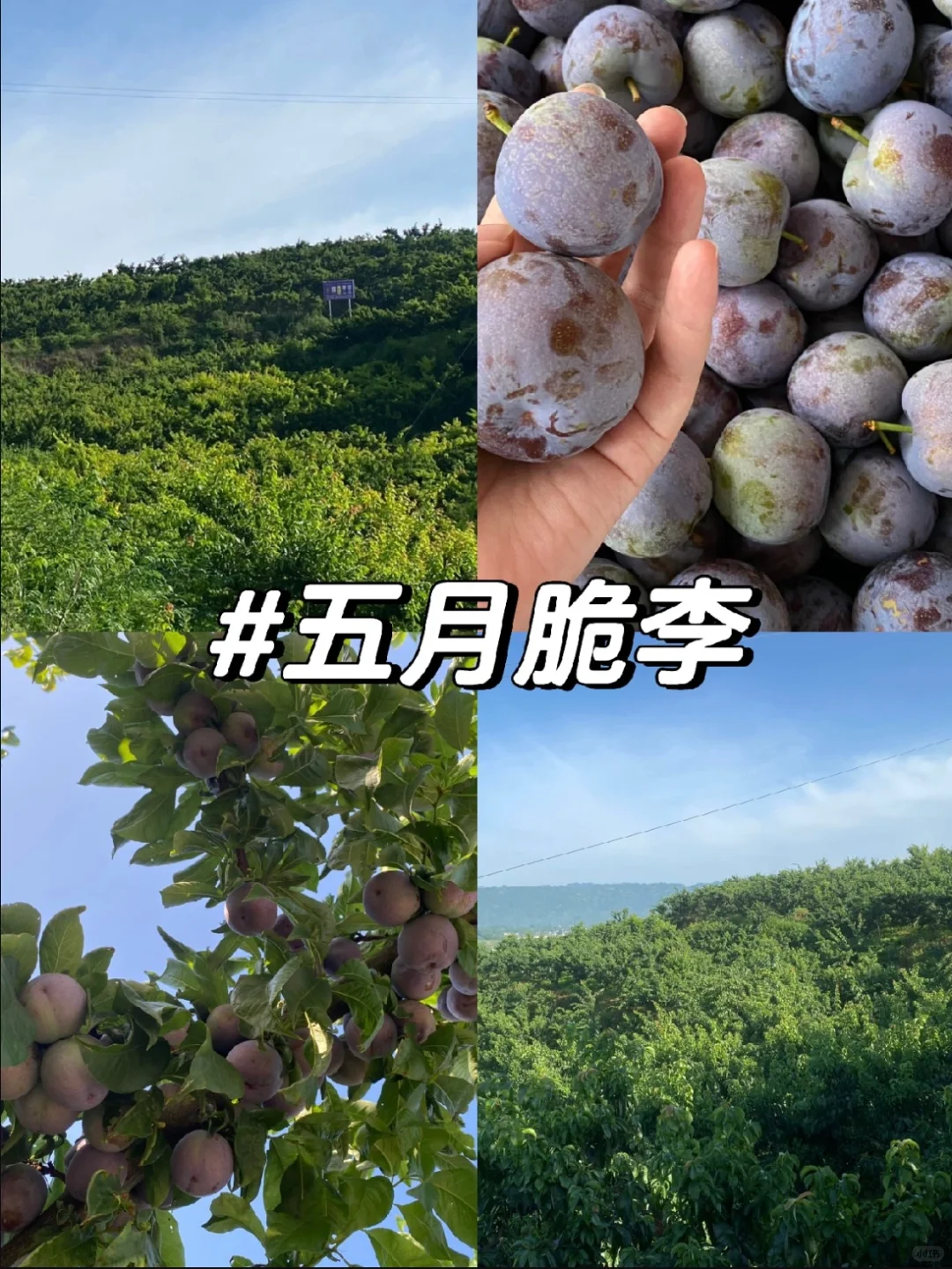 果园里面有什么?