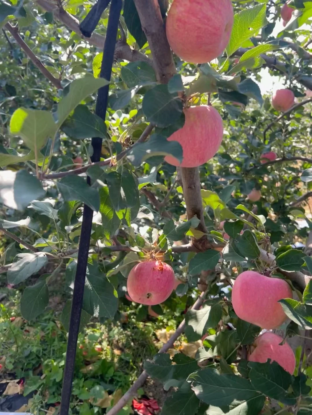 自己家种的，45一箱10斤装，包邮