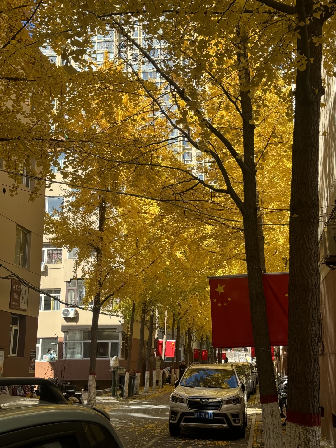 太原银杏地图?｜错过等一年！已是最佳观赏期