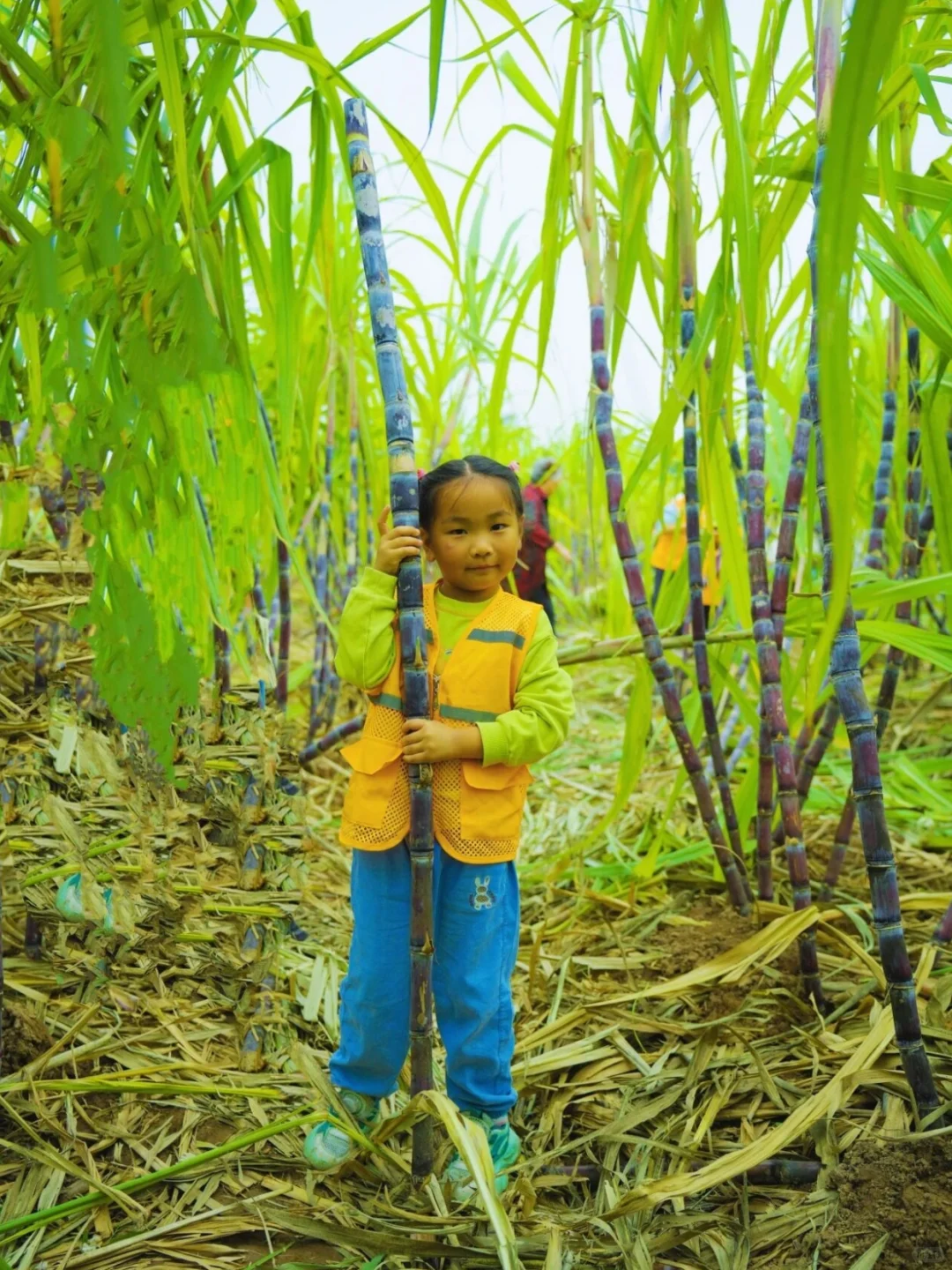 周末遛娃??砍甘蔗、挖红薯、做糖葫芦