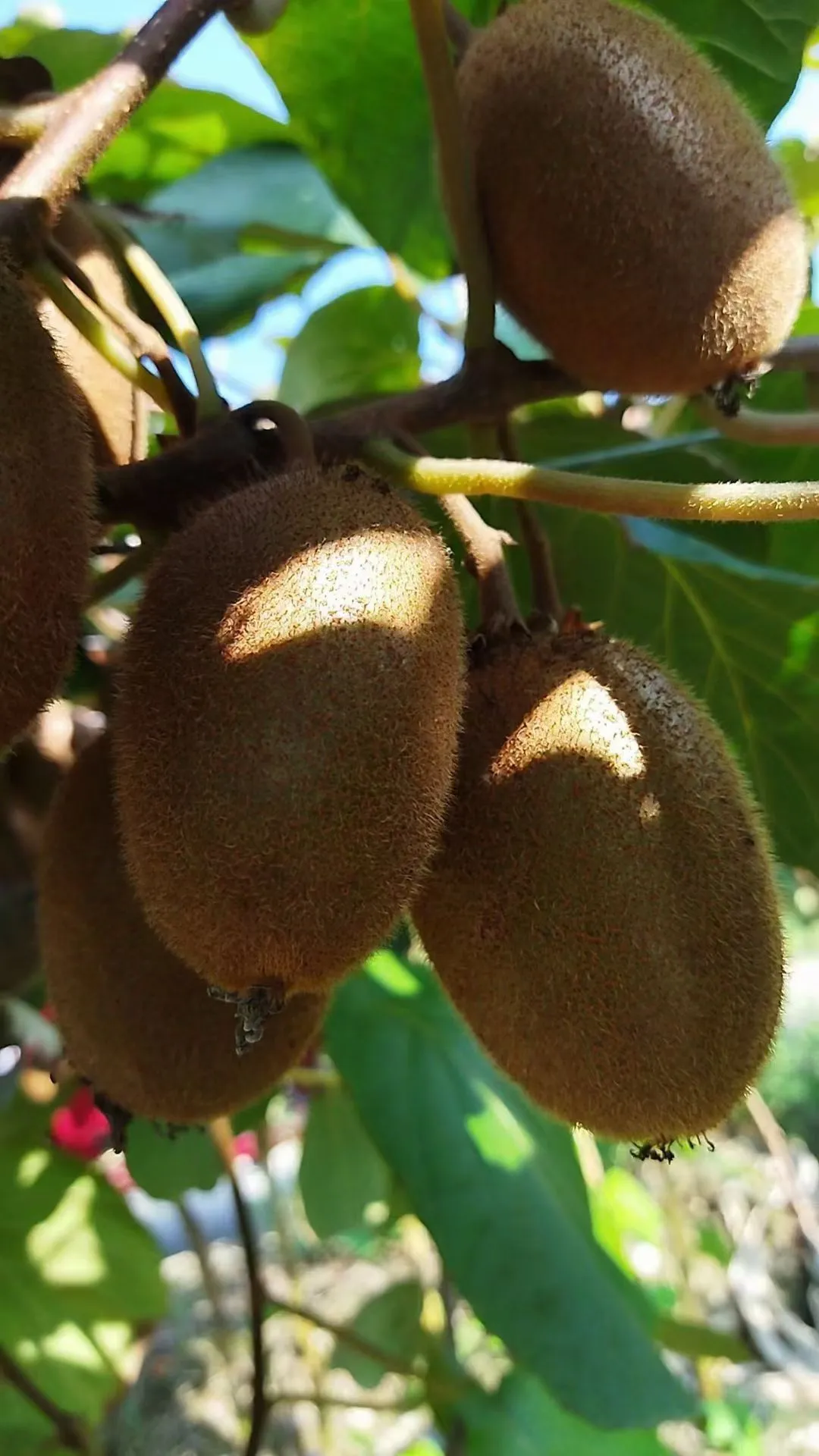 这猕猴桃谁不爱啊！！！