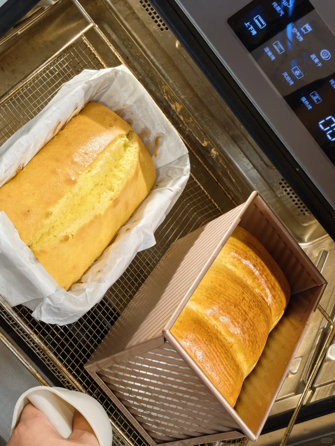 绝绝子~(¯▽¯~)~