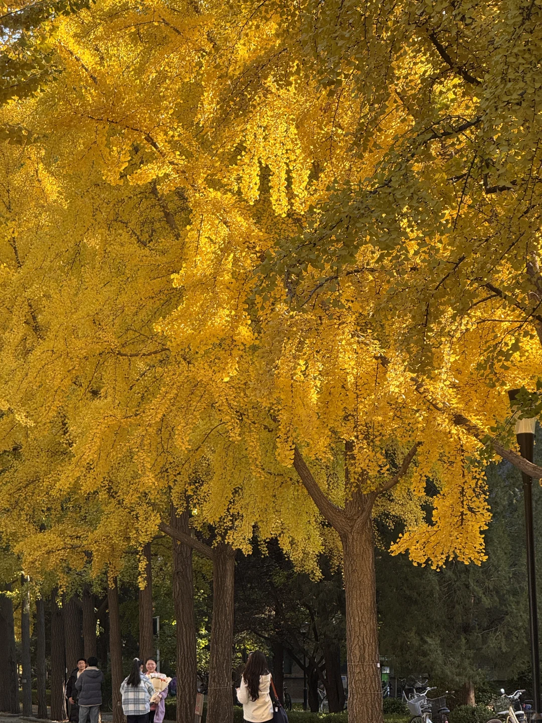 北林的秋天太权威了