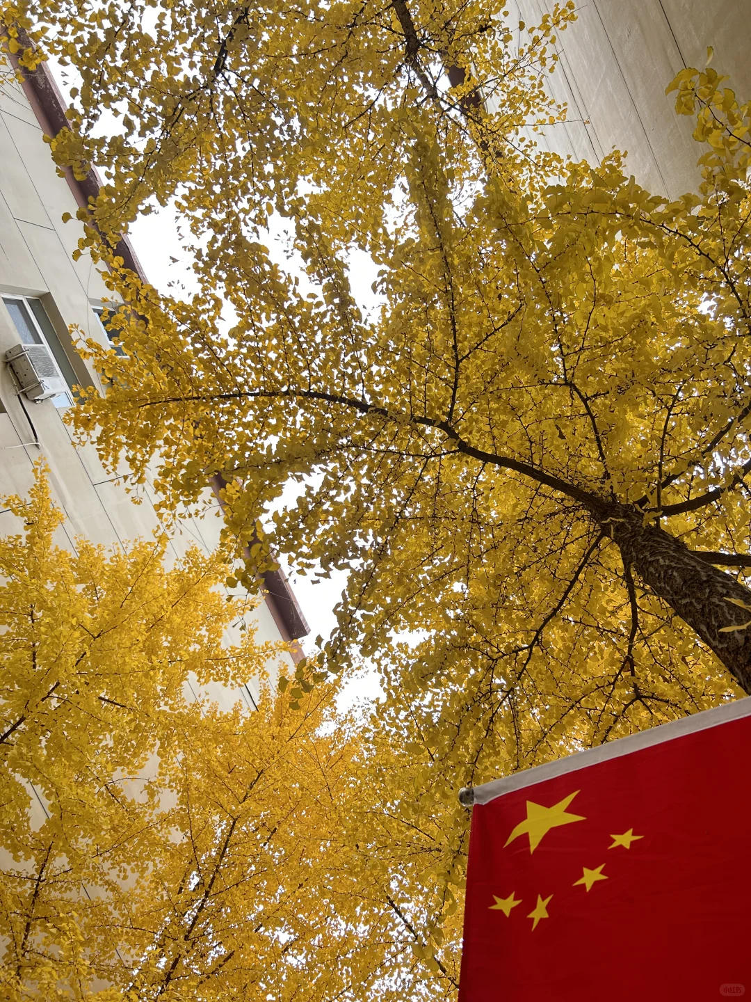 11?️6日｜老军营银杏树实拍?