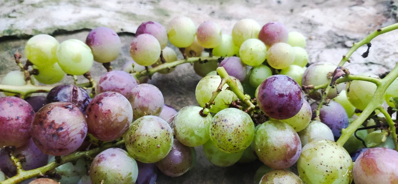 家里的天然水果蔬菜