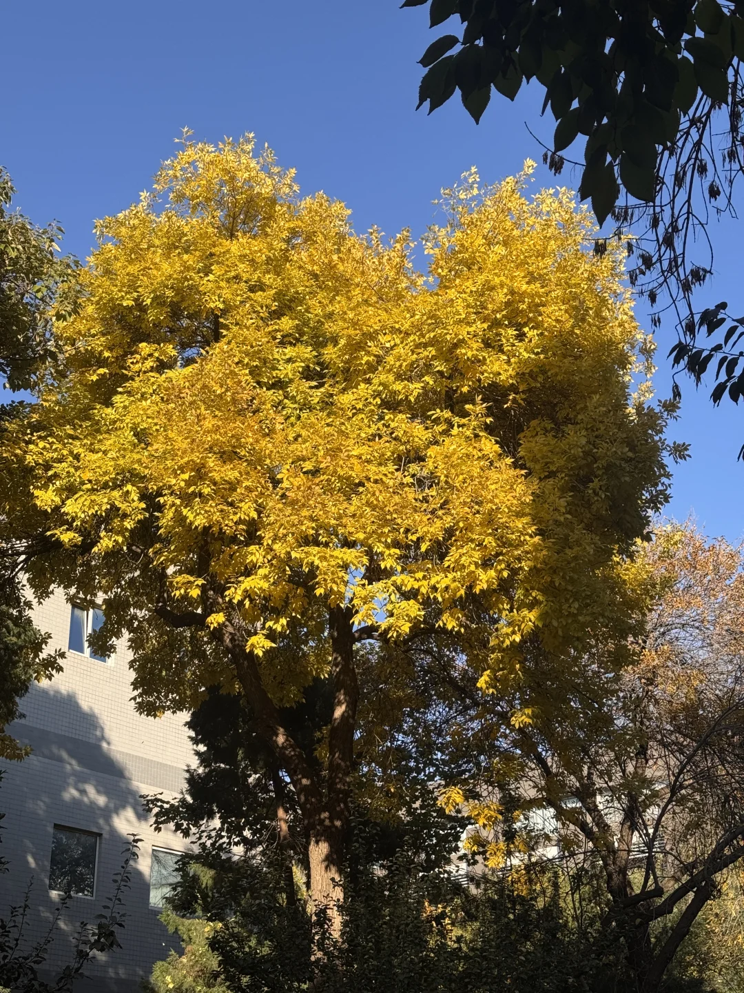 北林的秋天太权威了