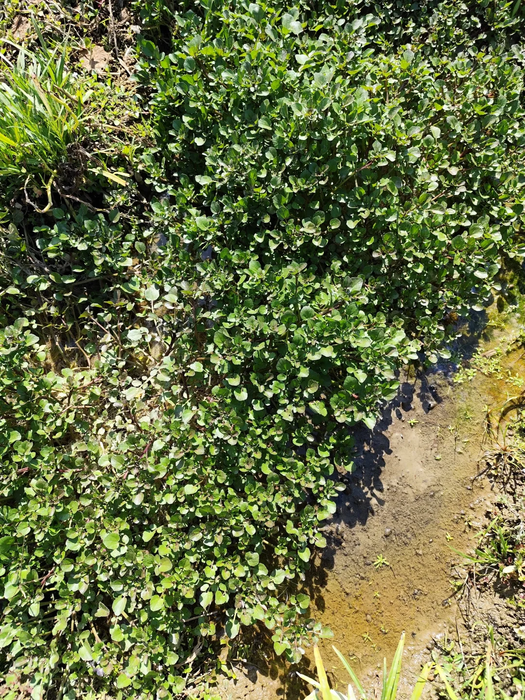 地里种的水果蔬菜，看看都认识吗?