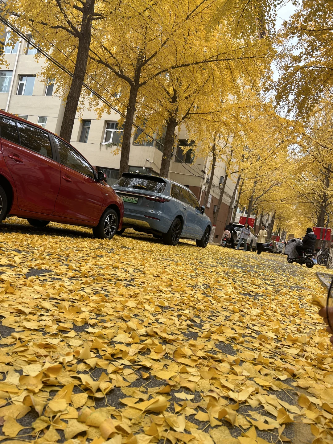 11?️6日｜老军营银杏树实拍?