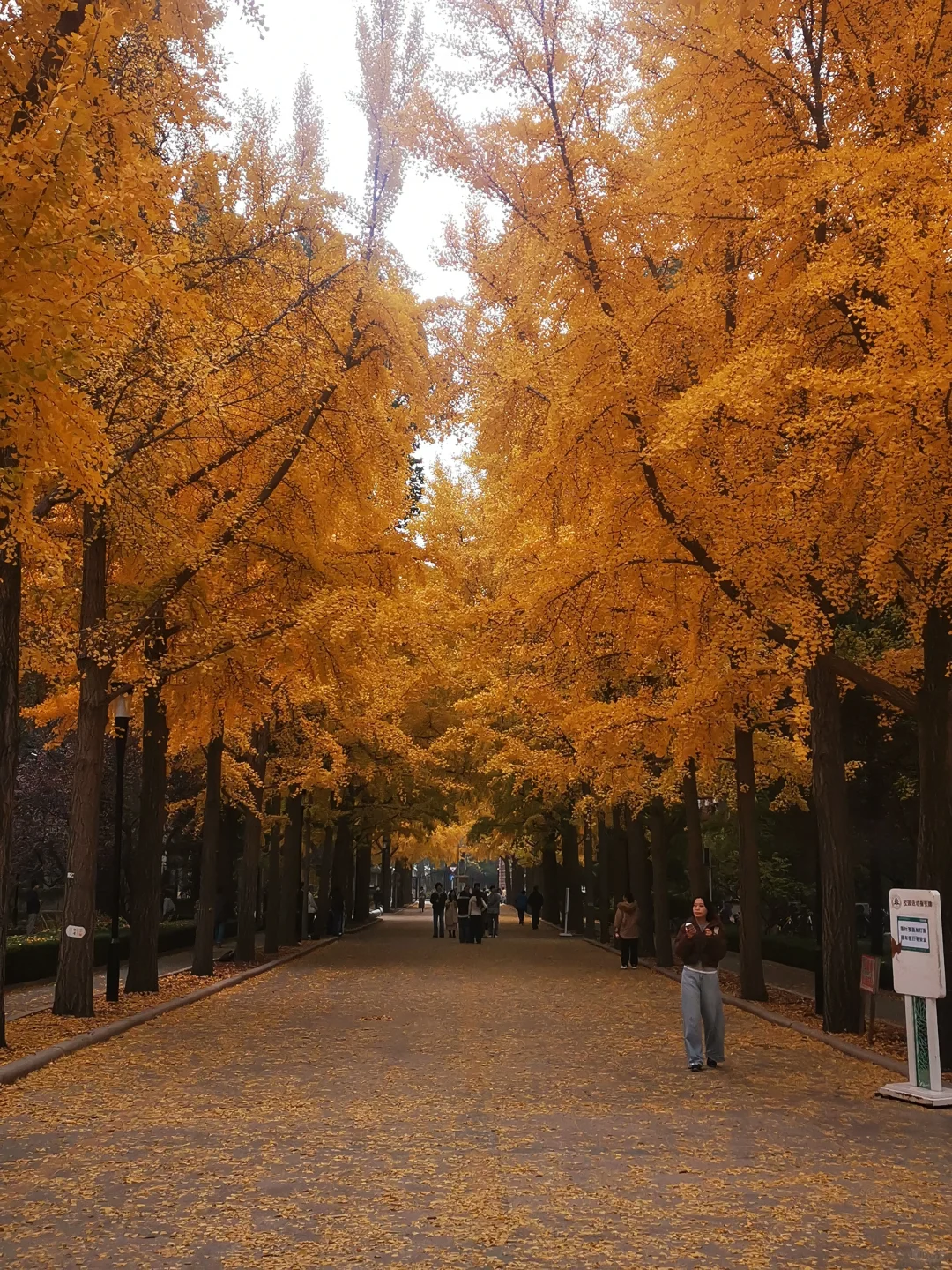 20251105「北京林业大学银杏大道」