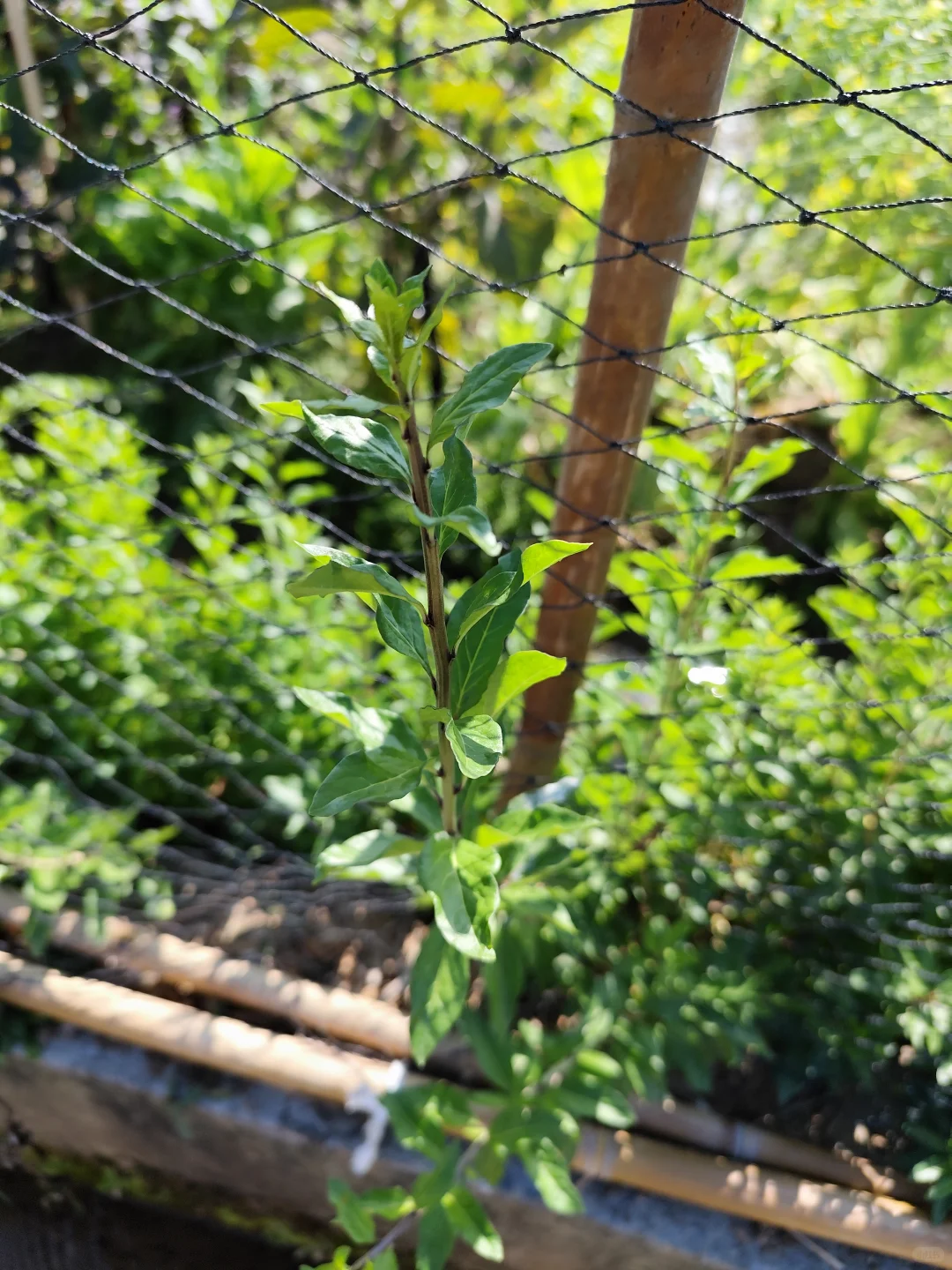 地里种的水果蔬菜，看看都认识吗?