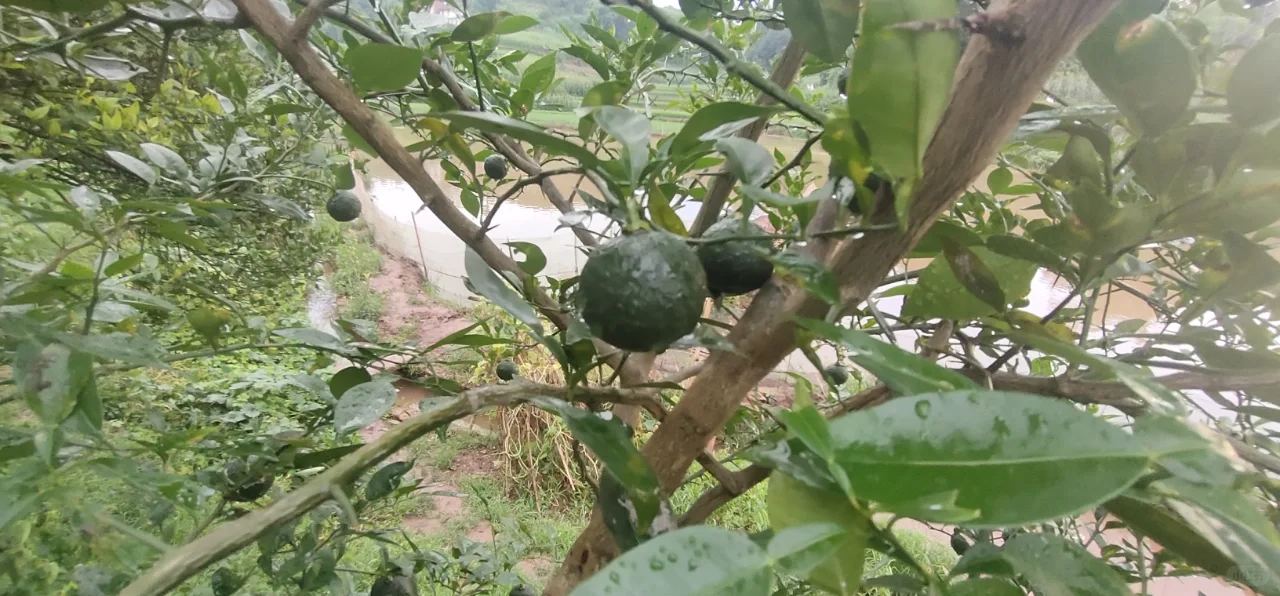 家里的天然水果蔬菜