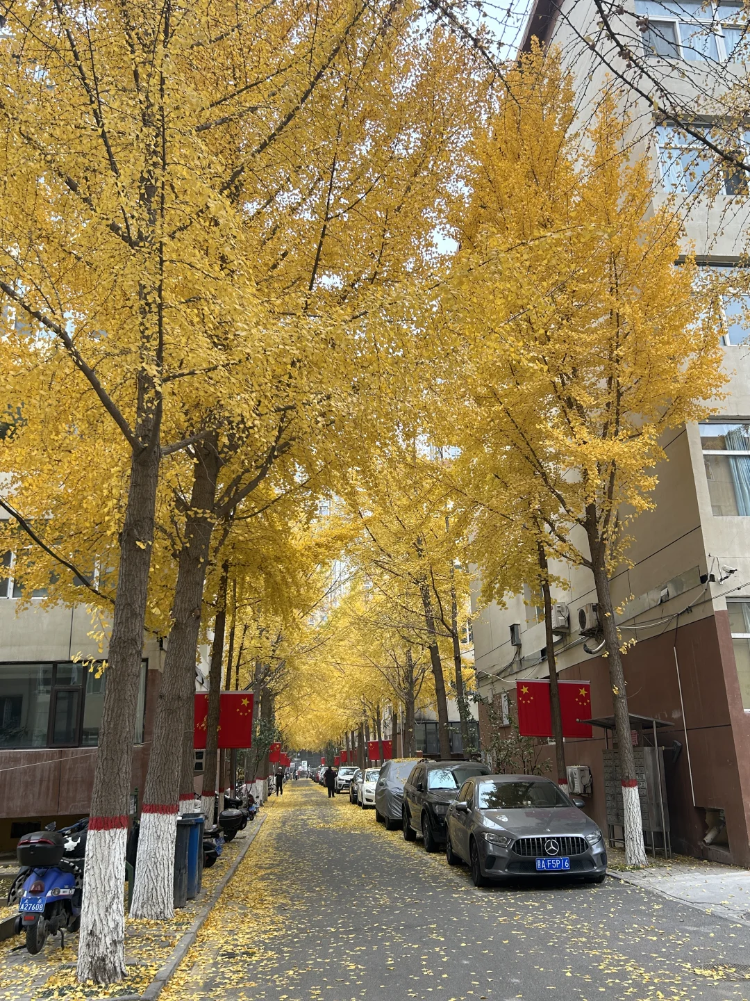 11?️6日｜老军营银杏树实拍?