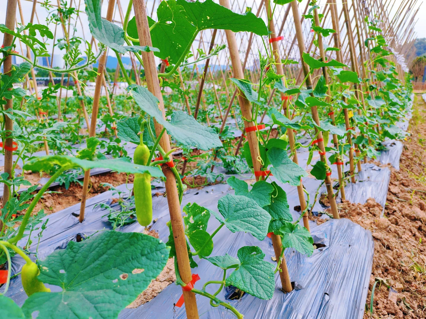 深圳光明中山大学旁农场开园，田园生活攻略