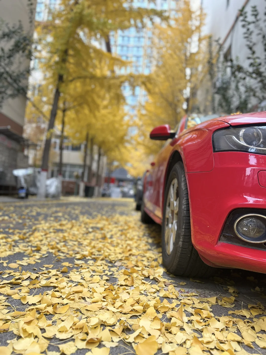 11?️6日｜老军营银杏树实拍?