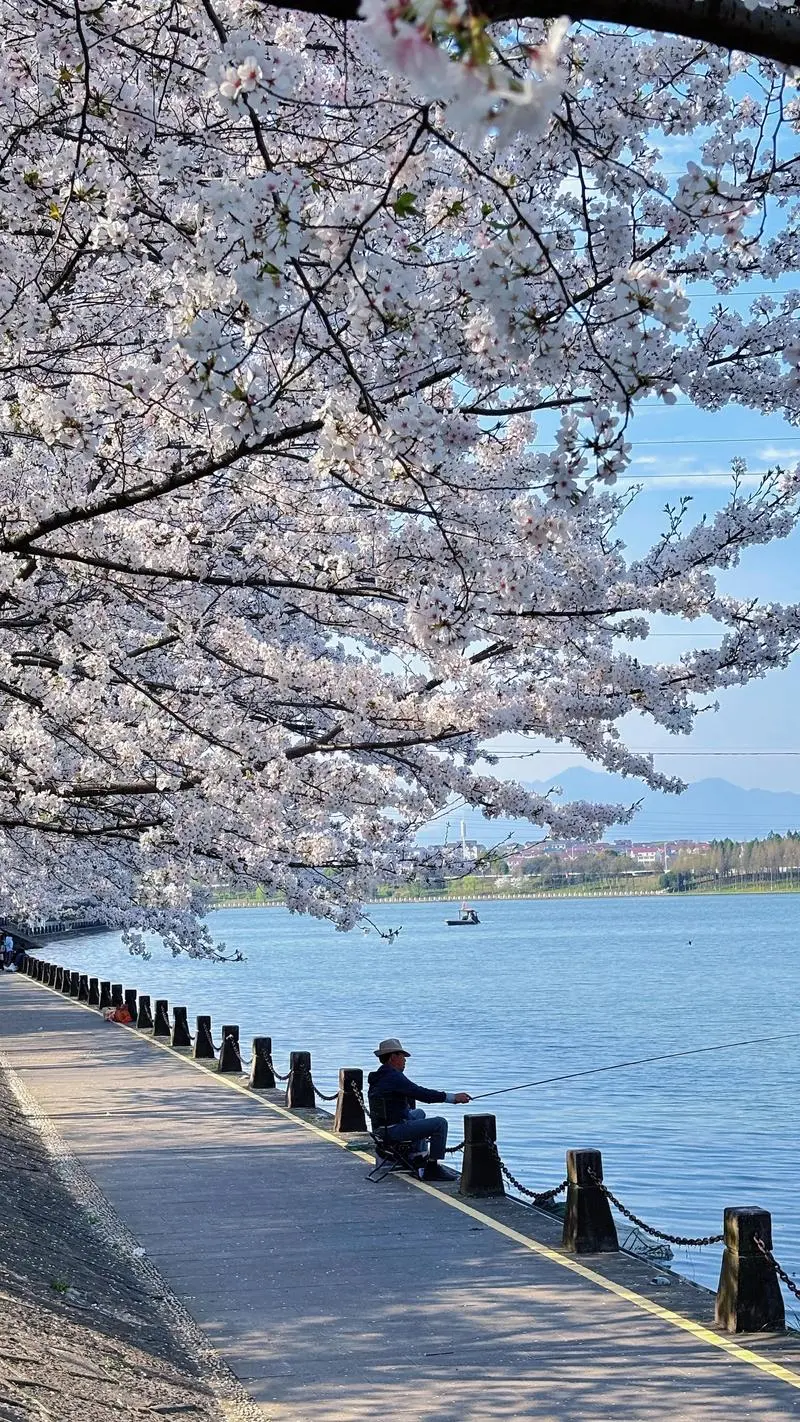 元梦之星农场赏析16小时作物樱花