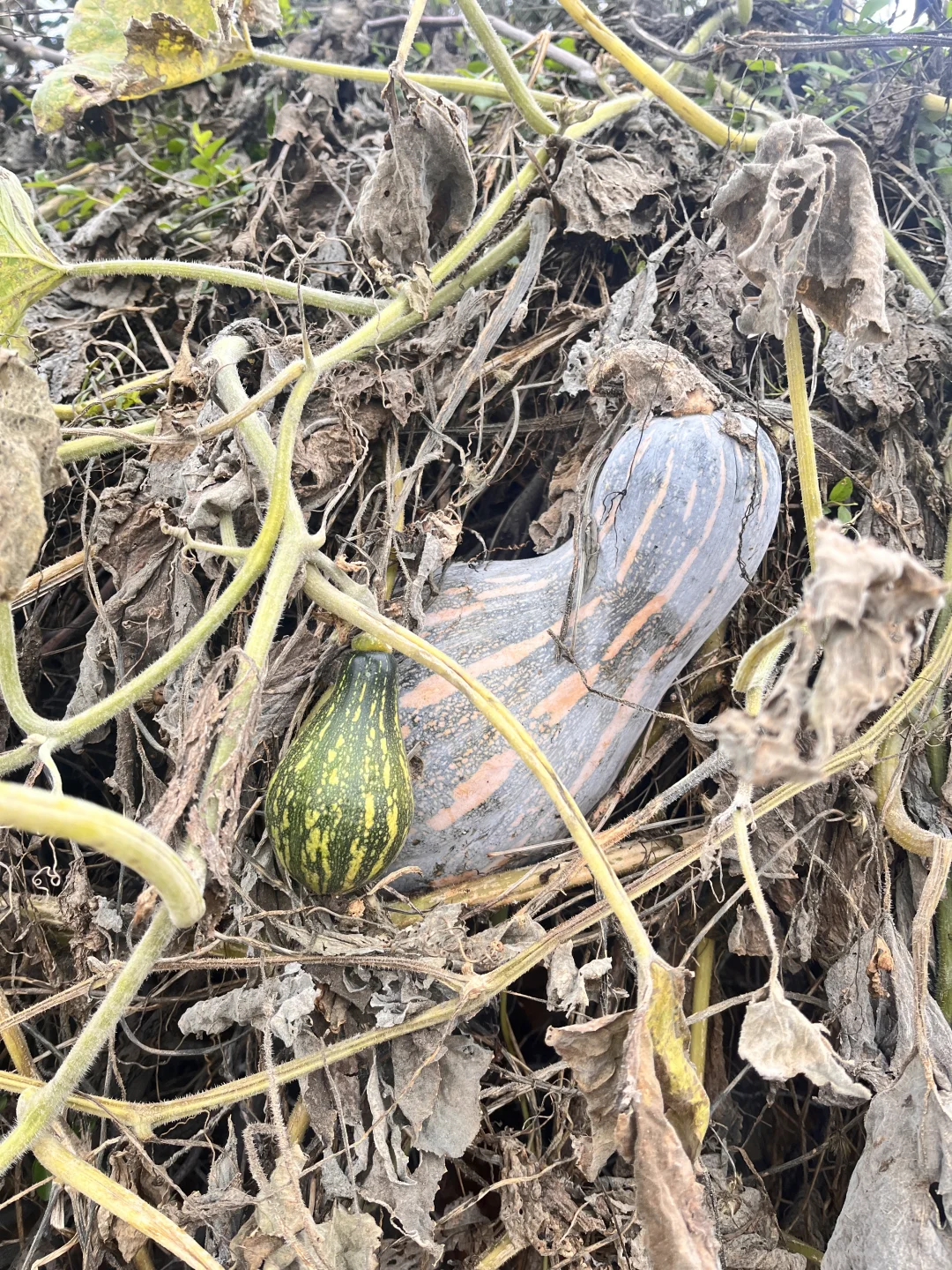 石家庄周末|山里|吸氧|采摘|遛娃