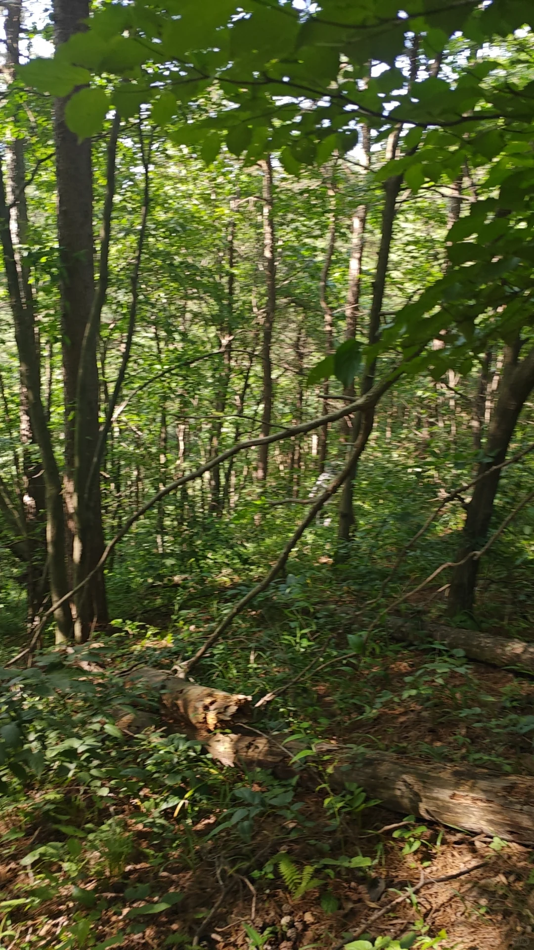 林业真不是人干的