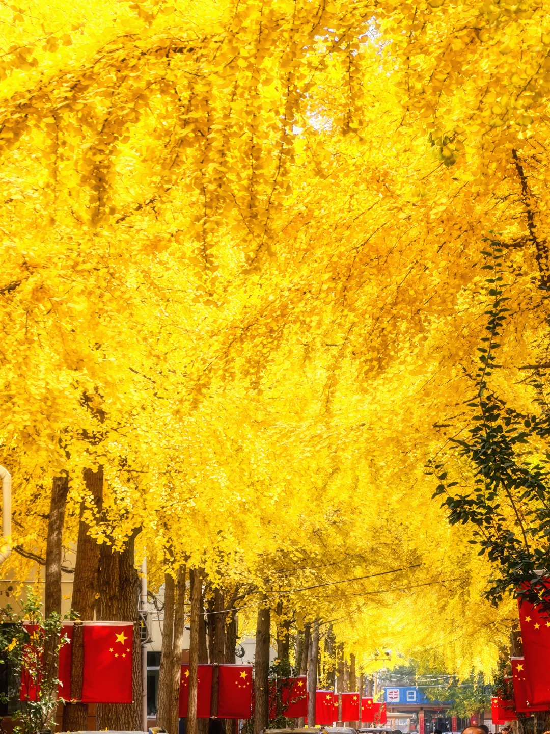 11.4太原老军营银杏?实拍❗（附攻略）