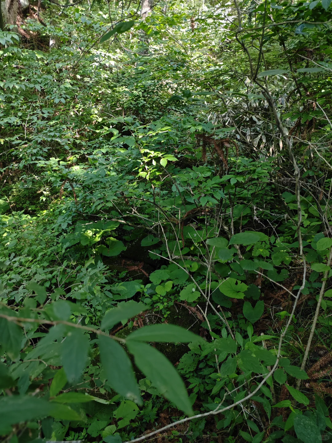 林业真不是人干的