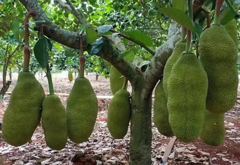 菠萝蜜树苗，热带水果皇后