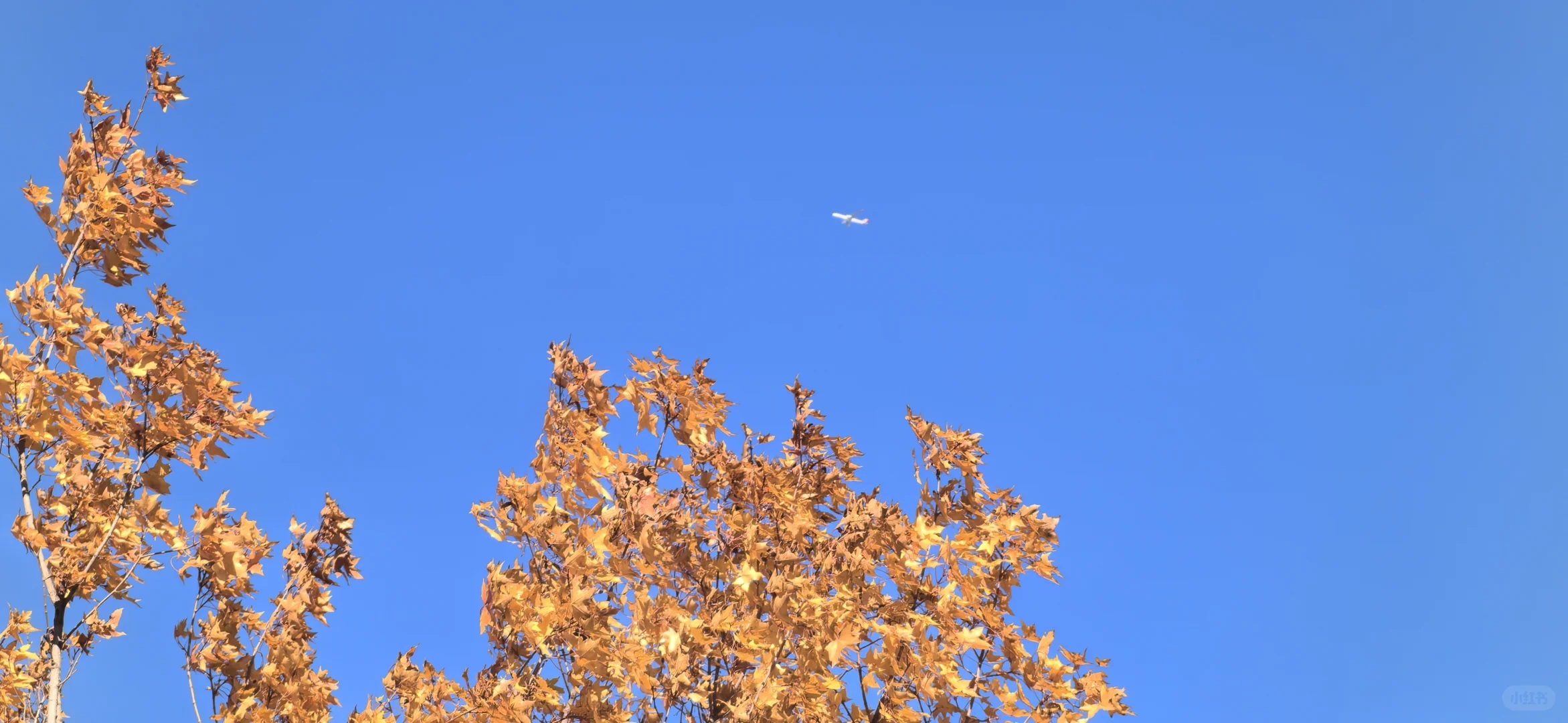 海淀集体生态林，银杏叶进入最佳观赏期