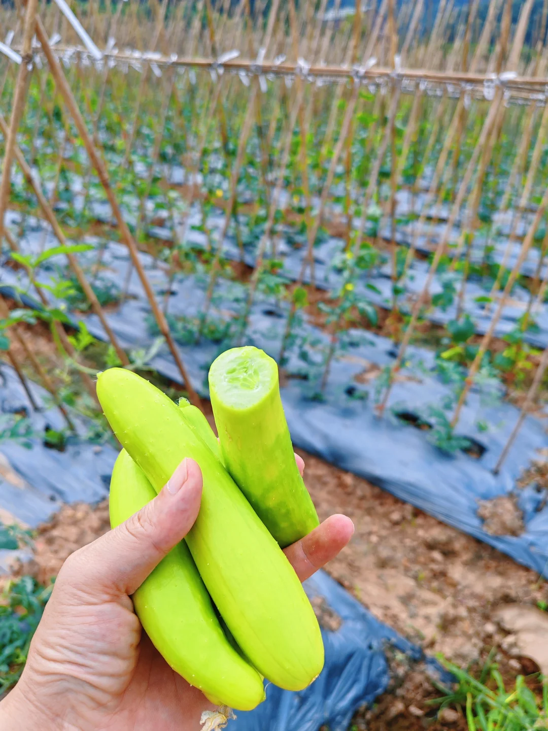 深圳光明中山大学旁农场开园，田园生活攻略