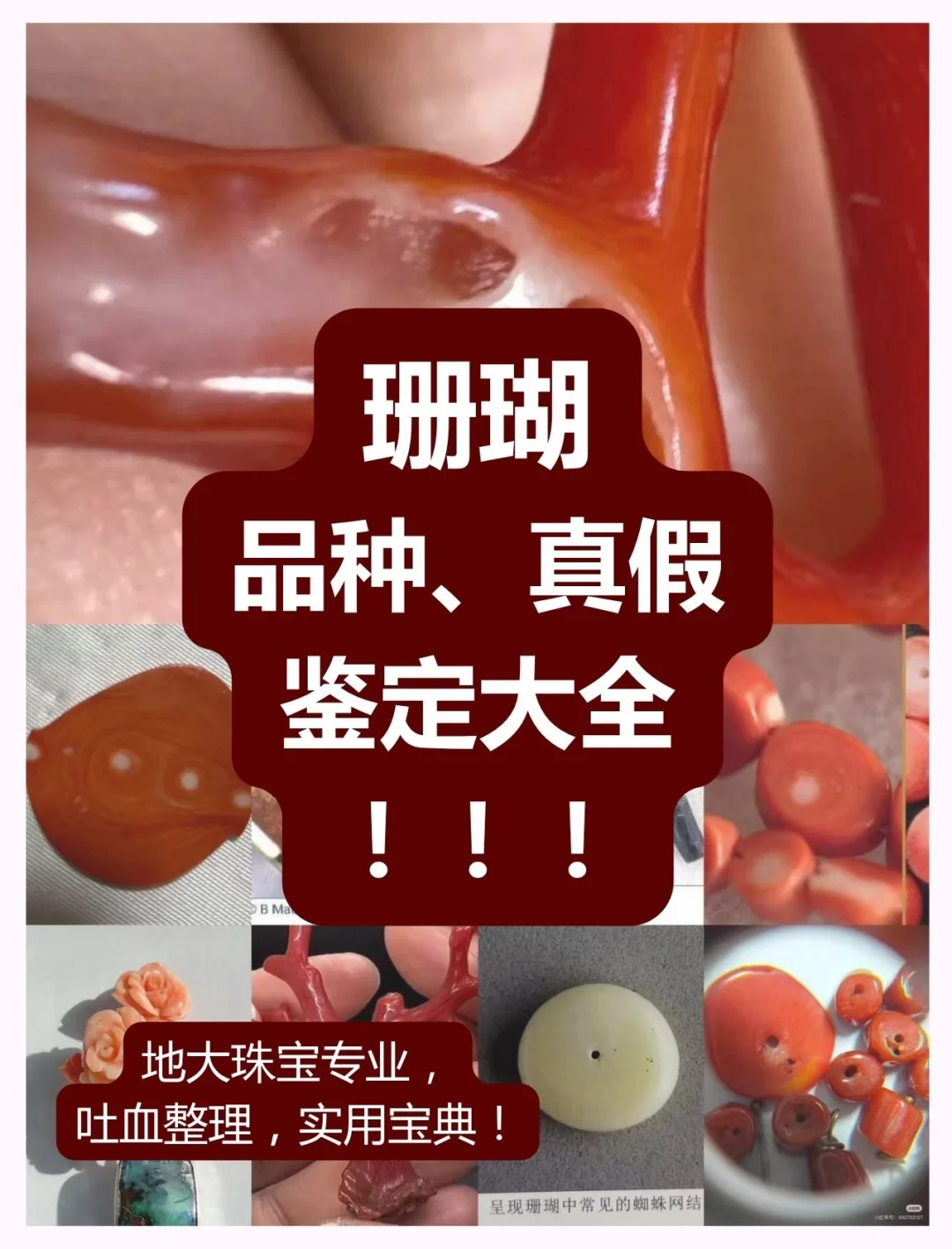 主包整理的关于珊瑚的天才指南！