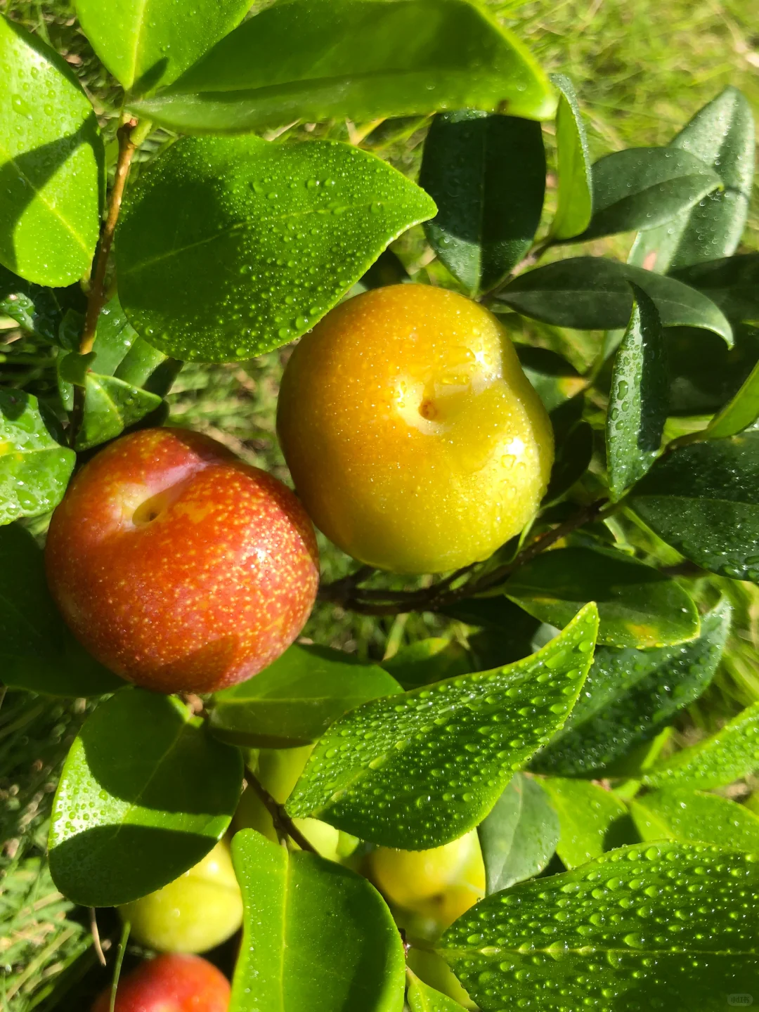 李子纯天然果实，给你清凉一夏的口感！！！