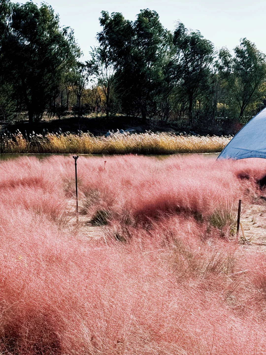 大兴永定公园|秋日里的粉色田野错过等一年