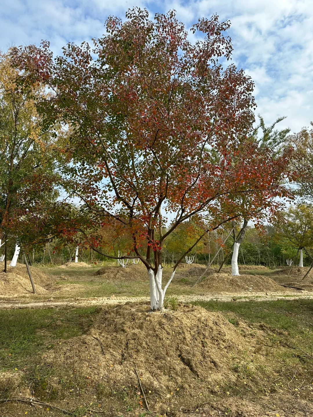 独本原生丛生乌桕秋季?与夏季?