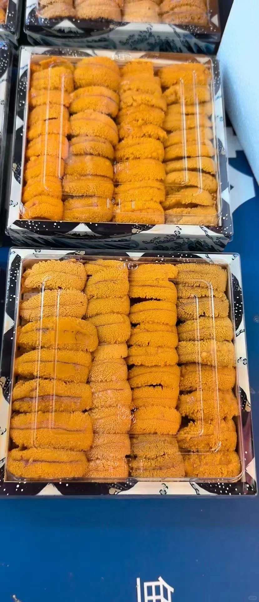 海胆脑袋冲冲冲